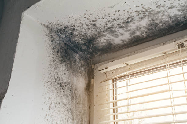 Affordable Bathroom Mold Removal solutions in Richland, MI